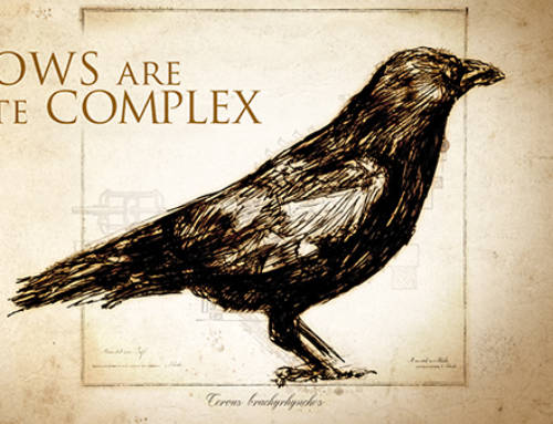 Complex Crow Animation